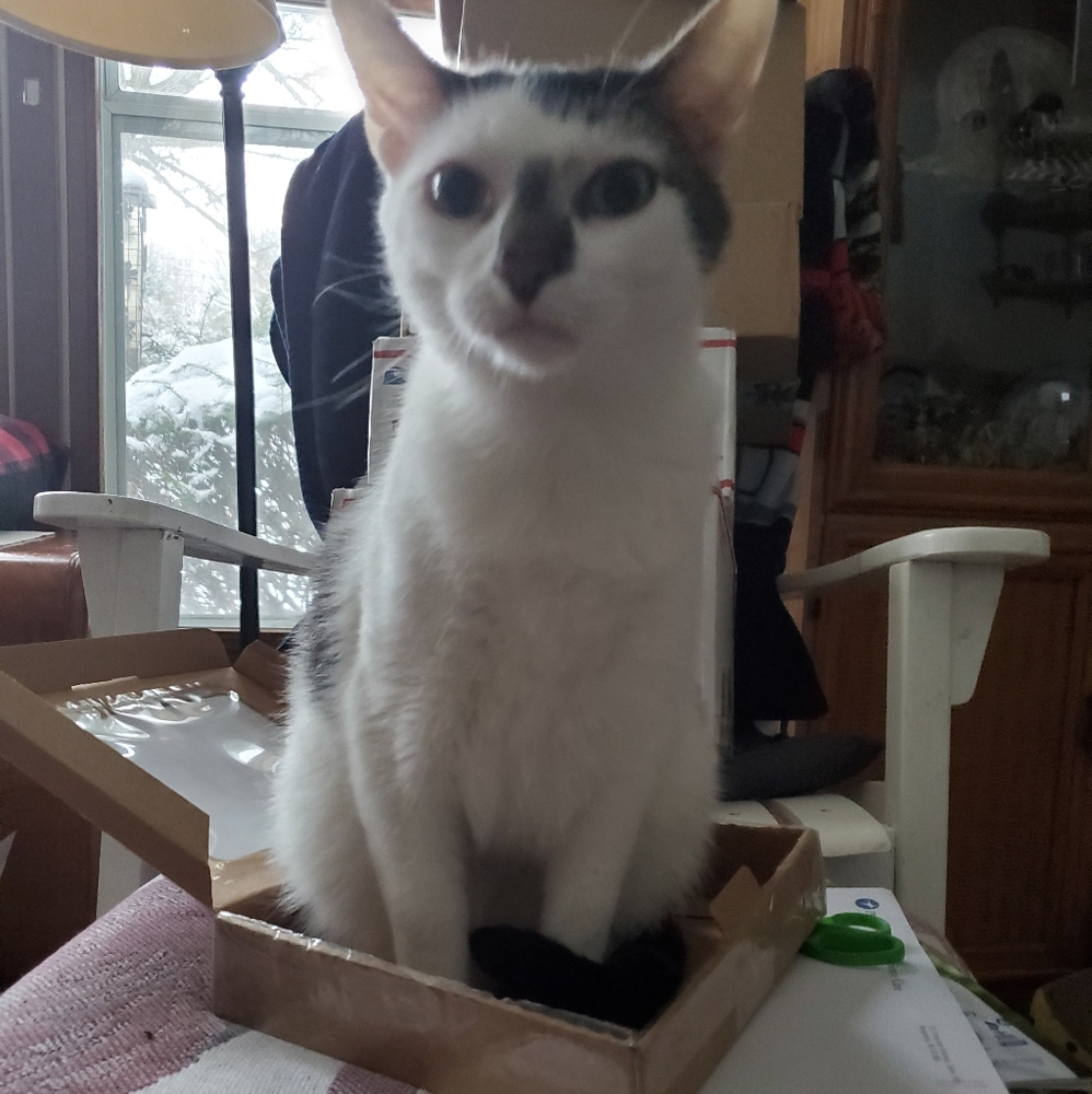 BANDIT LOVES POSH MAIL❤